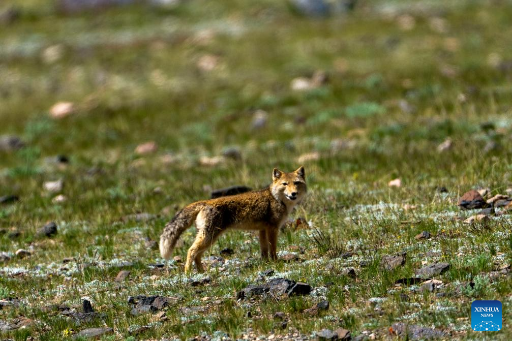Wild animals thrive at Changtang National Nature Reserve in China's Xizang