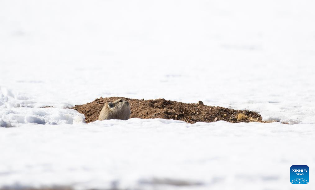 Wild animals thrive at Changtang National Nature Reserve in China's Xizang