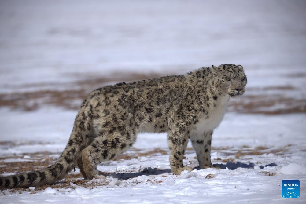 Wild animals thrive at Changtang National Nature Reserve in China's Xizang