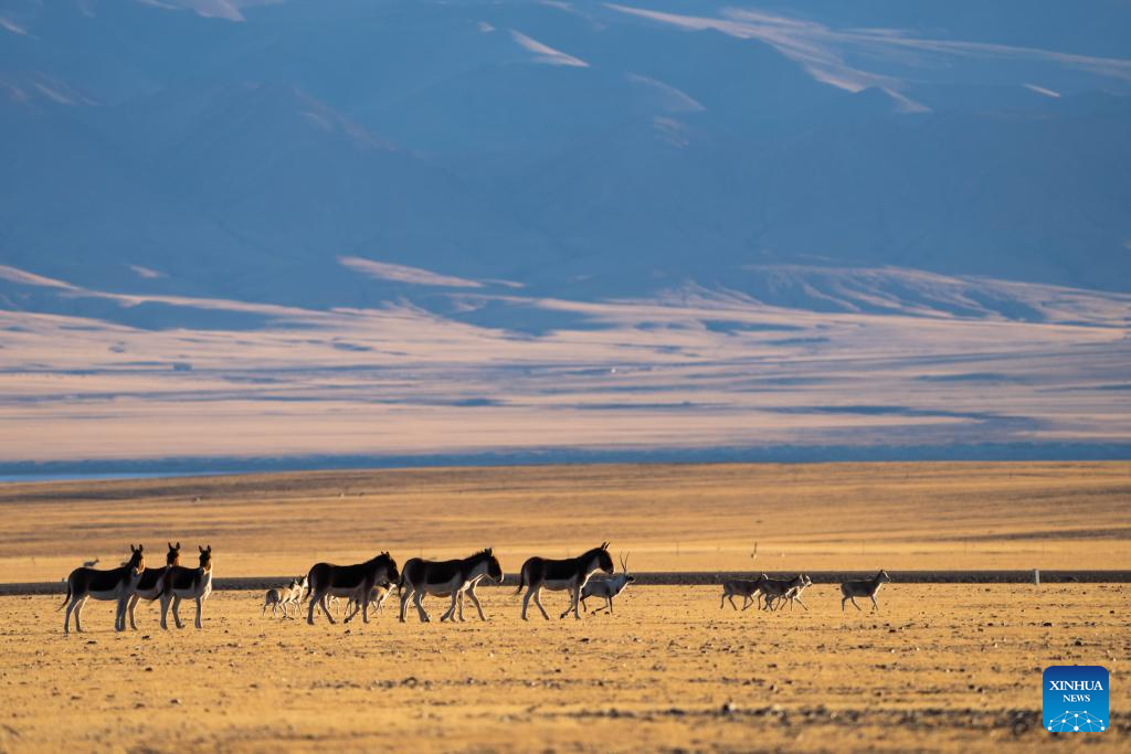 Wild animals thrive at Changtang National Nature Reserve in China's Xizang
