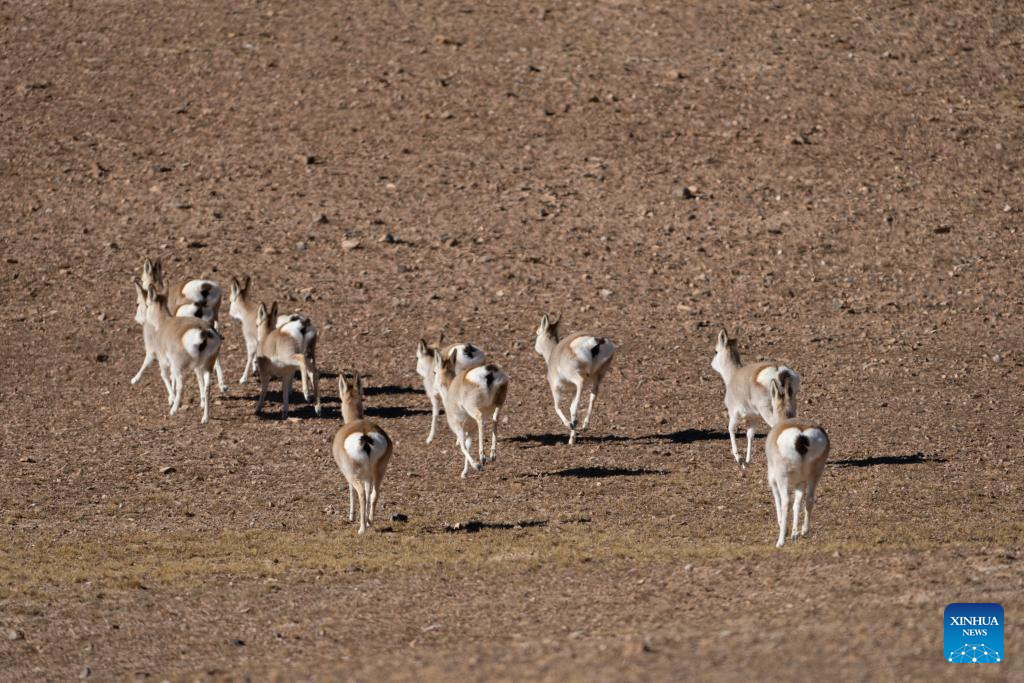 Wild animals thrive at Changtang National Nature Reserve in China's Xizang
