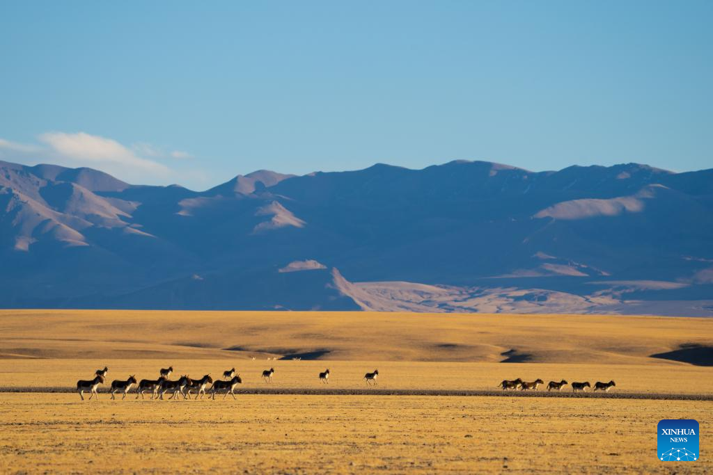 Wild animals thrive at Changtang National Nature Reserve in China's Xizang