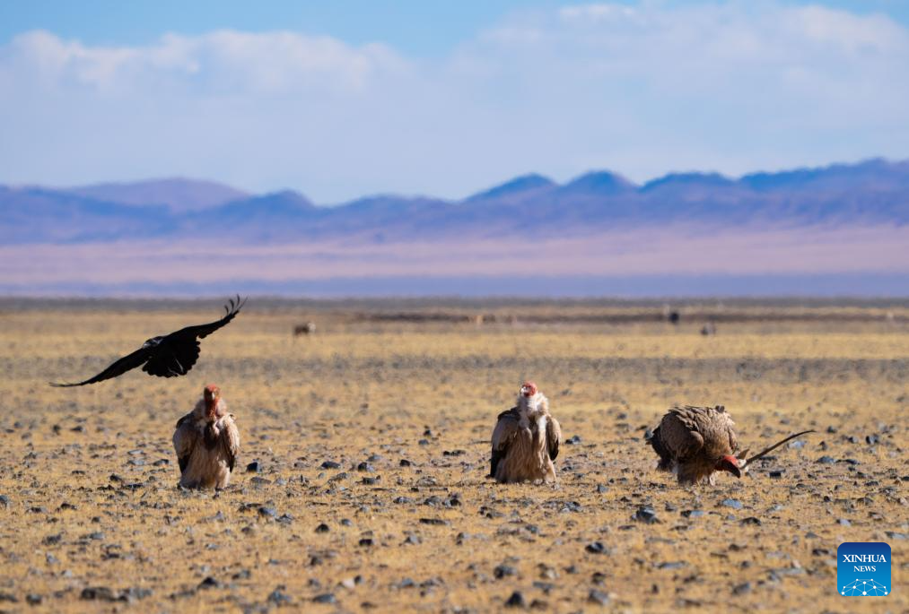 Wild animals thrive at Changtang National Nature Reserve in China's Xizang