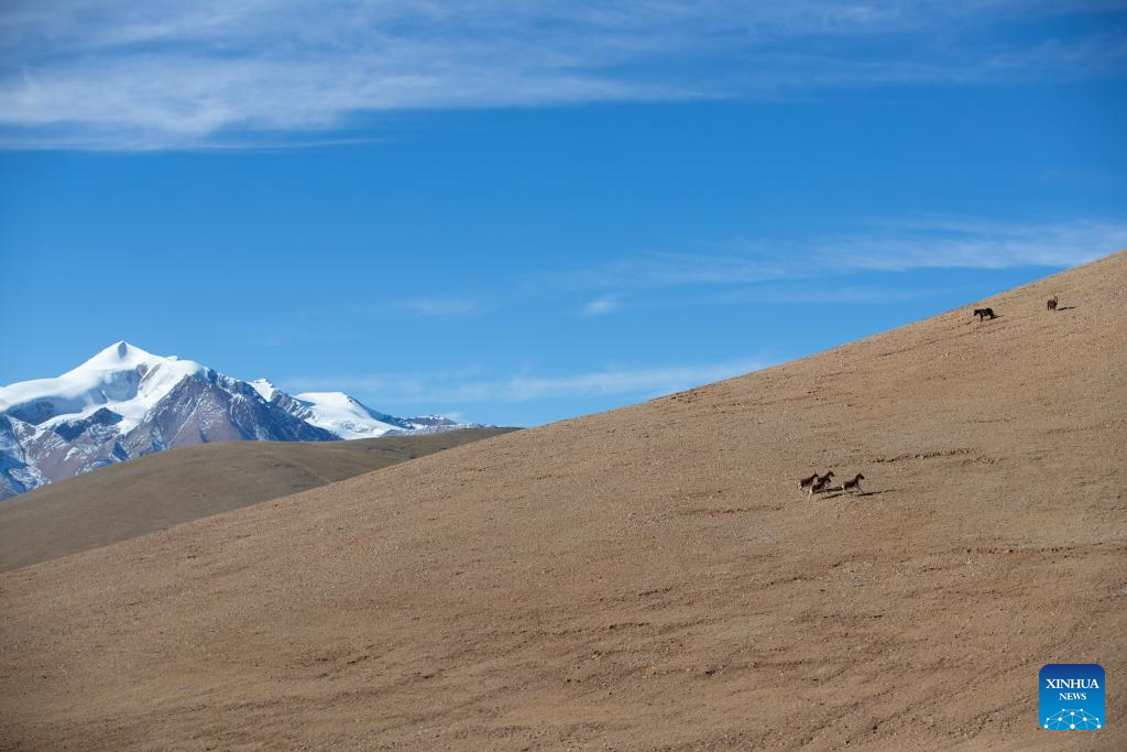 Wild animals thrive at Changtang National Nature Reserve in China's Xizang