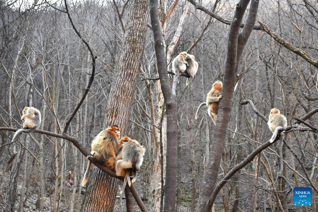 Population of golden snub-nosed monkeys grows in Zhouzhi National Nature Reserve in NW China