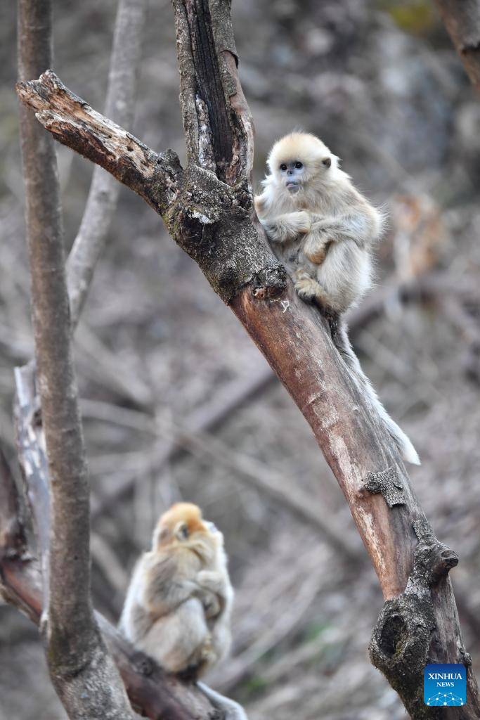 Population of golden snub-nosed monkeys grows in Zhouzhi National Nature Reserve in NW China