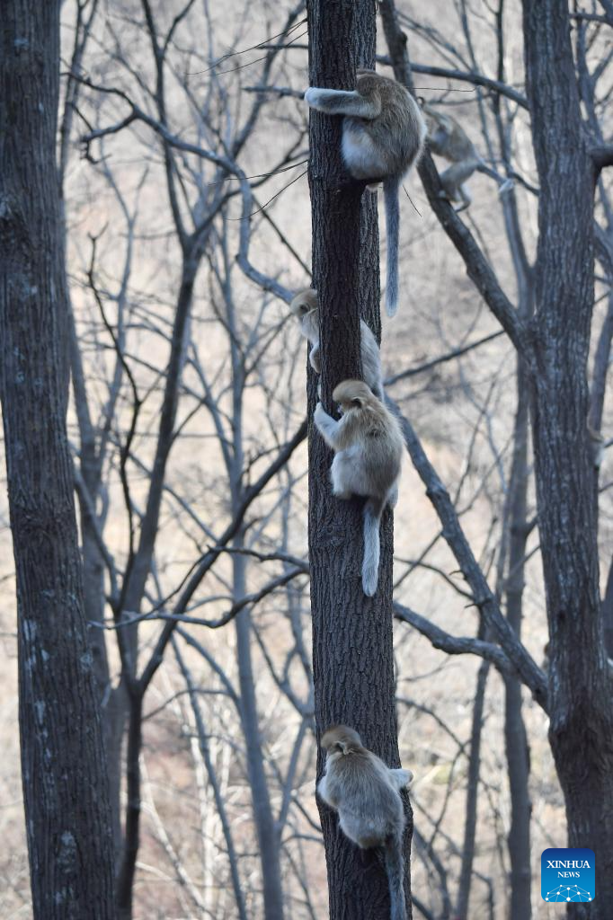 Population of golden snub-nosed monkeys grows in Zhouzhi National Nature Reserve in NW China