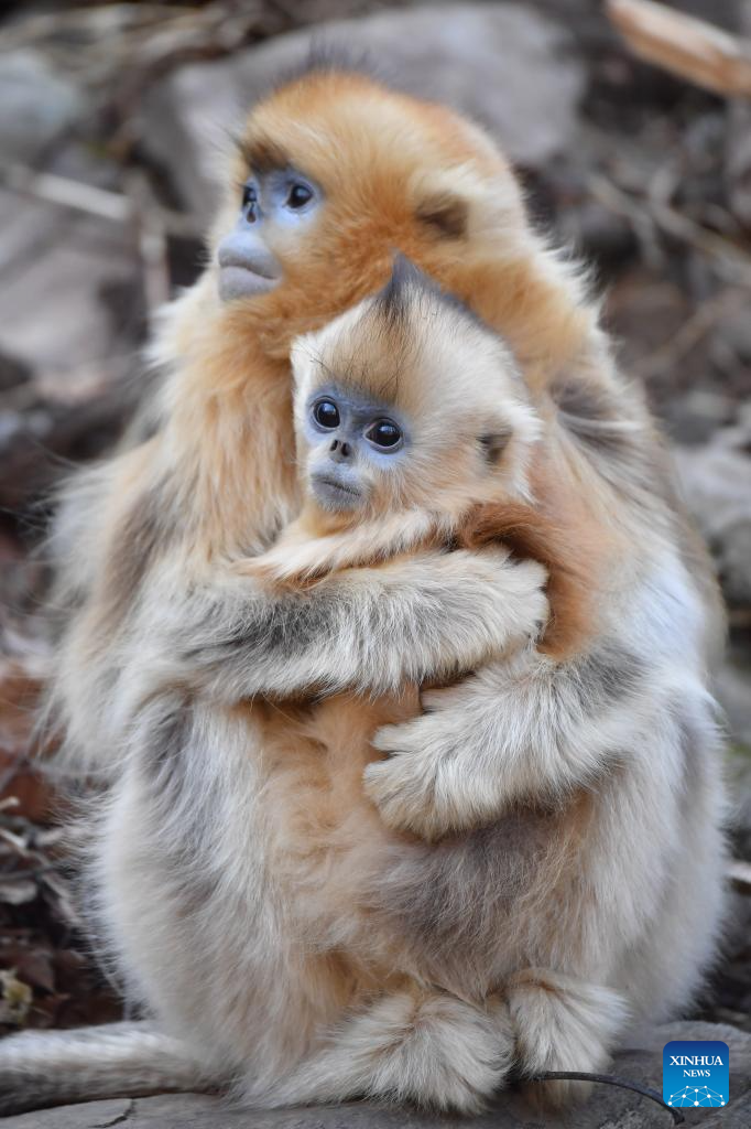 Population of golden snub-nosed monkeys grows in Zhouzhi National Nature Reserve in NW China