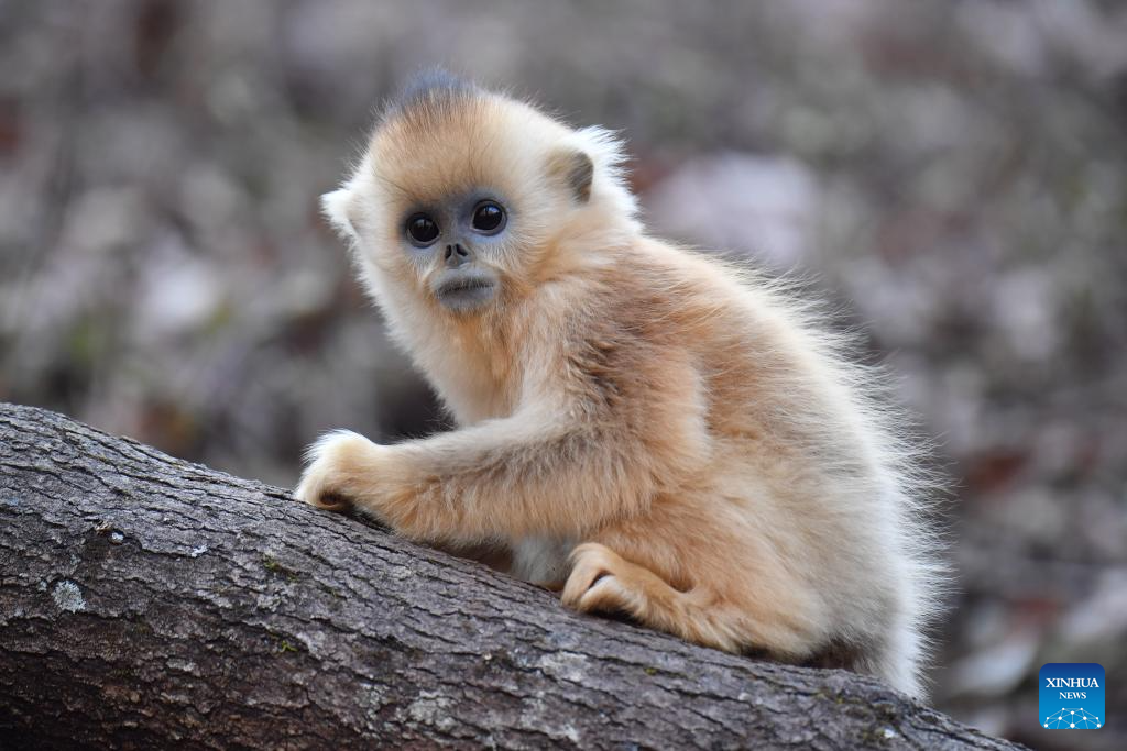 Population of golden snub-nosed monkeys grows in Zhouzhi National Nature Reserve in NW China