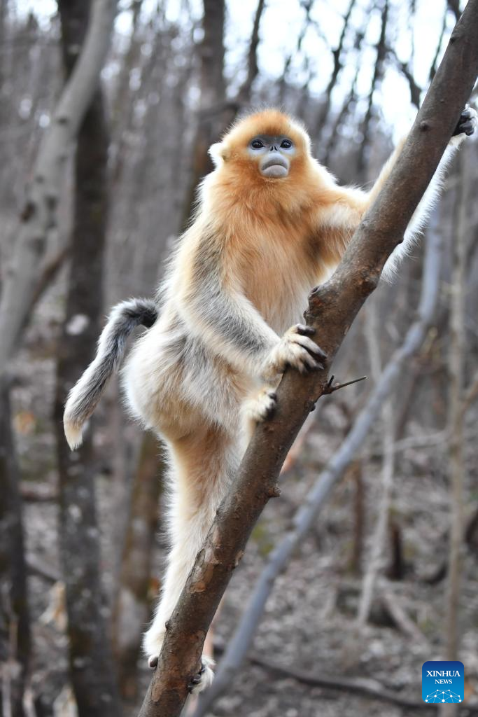 Population of golden snub-nosed monkeys grows in Zhouzhi National Nature Reserve in NW China