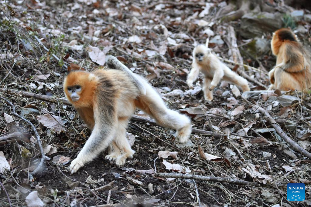 Population of golden snub-nosed monkeys grows in Zhouzhi National Nature Reserve in NW China