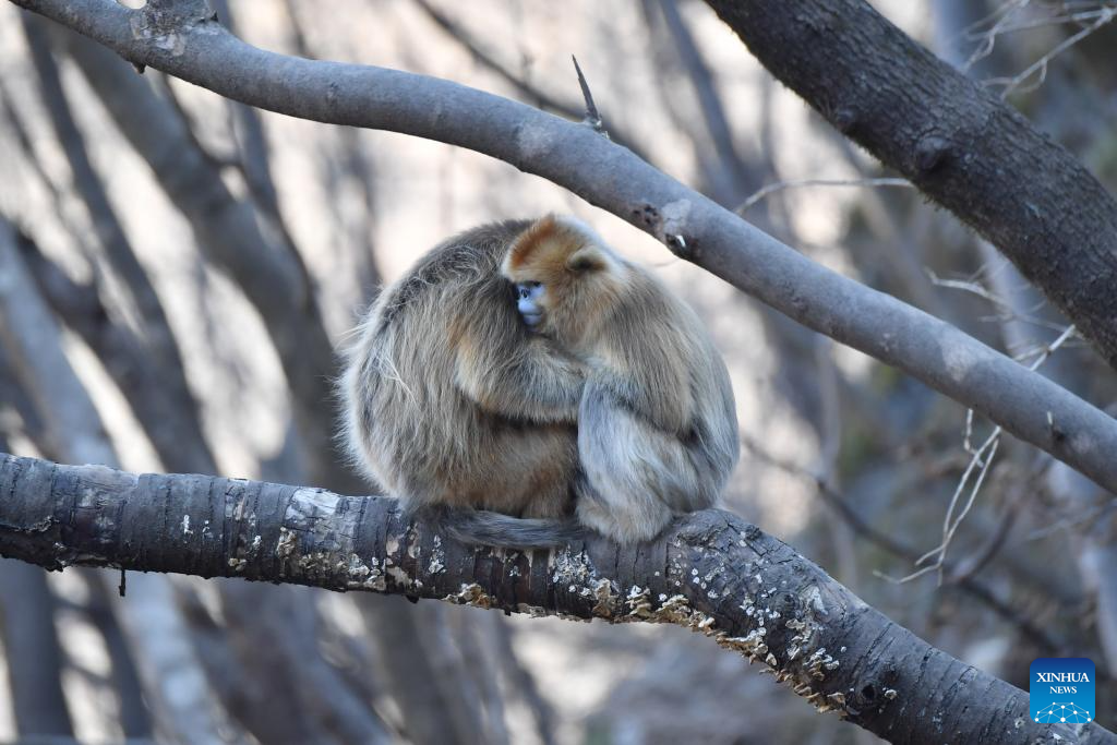 Population of golden snub-nosed monkeys grows in Zhouzhi National Nature Reserve in NW China