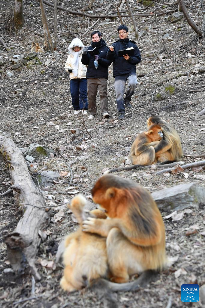 Population of golden snub-nosed monkeys grows in Zhouzhi National Nature Reserve in NW China