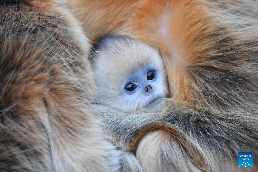Population of golden snub-nosed monkeys grows in Zhouzhi National Nature Reserve in NW China