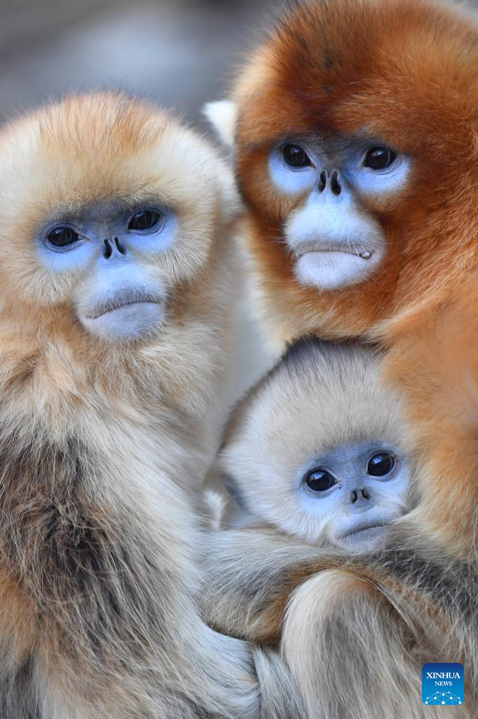 Population of golden snub-nosed monkeys grows in Zhouzhi National Nature Reserve in NW China