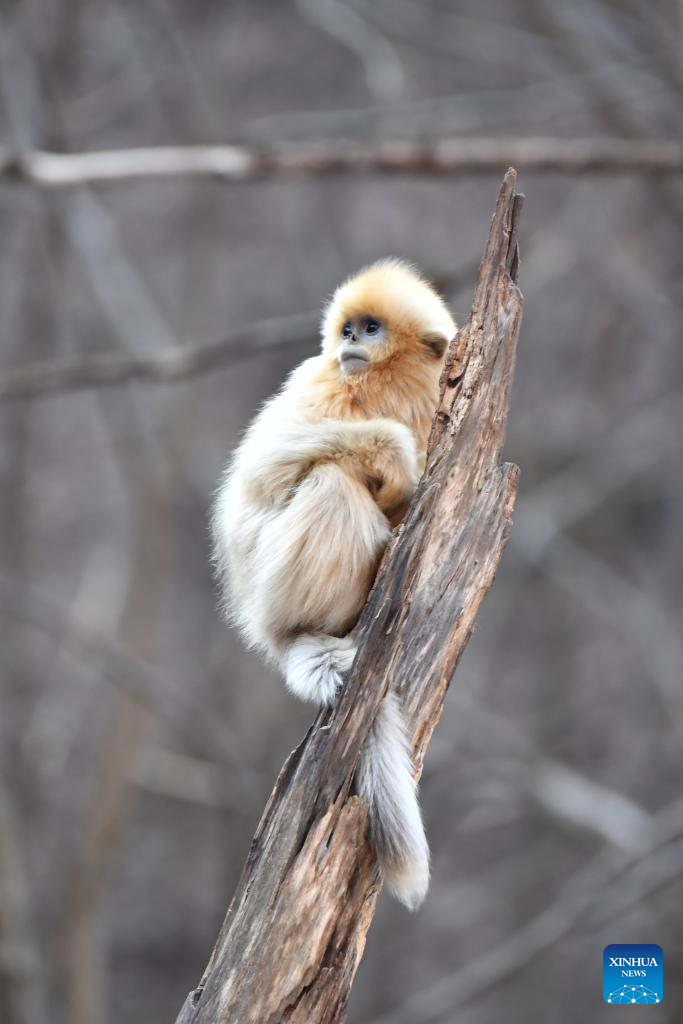 Population of golden snub-nosed monkeys grows in Zhouzhi National Nature Reserve in NW China