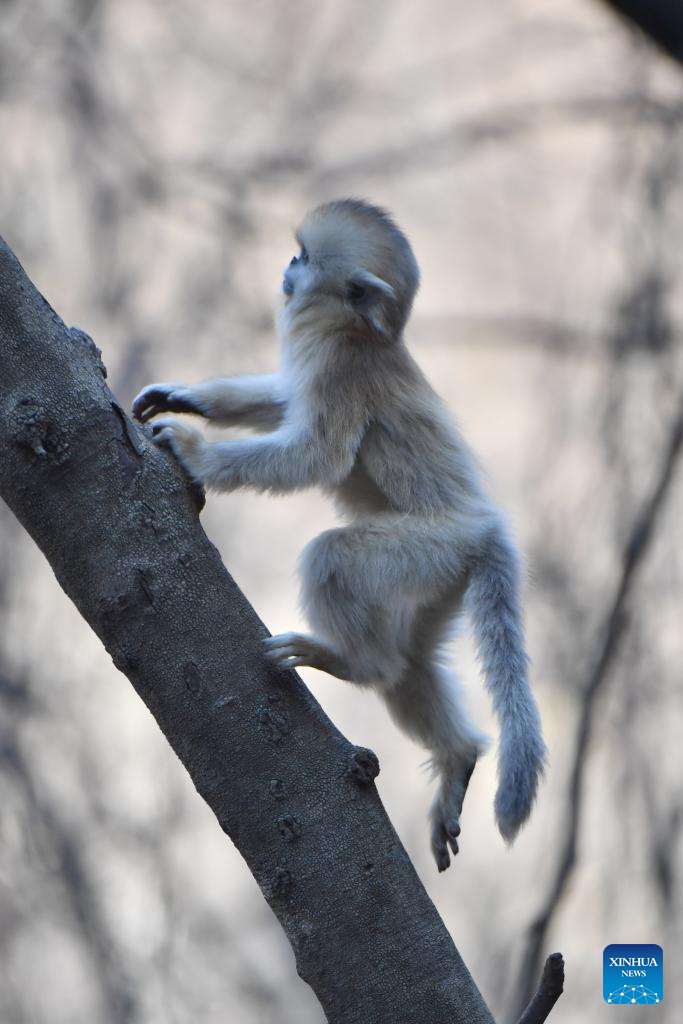 Population of golden snub-nosed monkeys grows in Zhouzhi National Nature Reserve in NW China