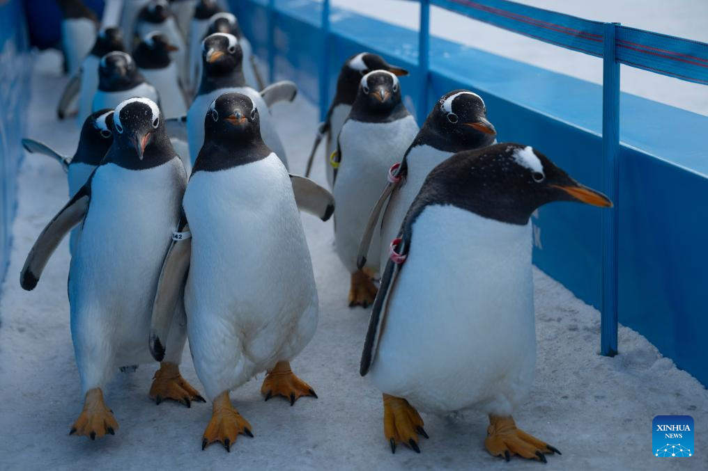 Penguin parade event held at Harbin Polarland in China's Heilongjiang
