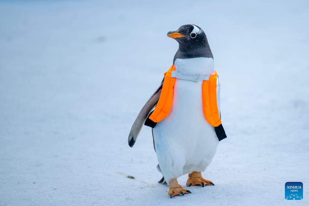 Penguin parade event held at Harbin Polarland in China's Heilongjiang