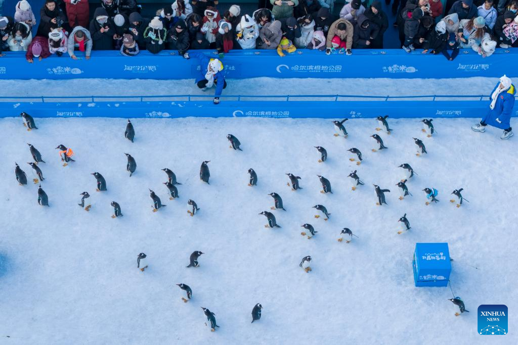 Penguin parade event held at Harbin Polarland in China's Heilongjiang
