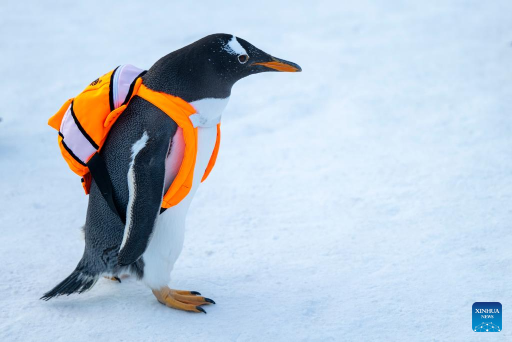 Penguin parade event held at Harbin Polarland in China's Heilongjiang