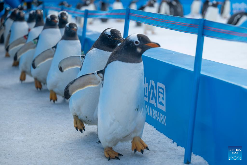 Penguin parade event held at Harbin Polarland in China's Heilongjiang