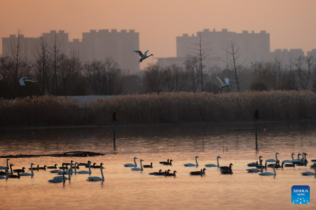 City park attracts migratory birds for wintering in Chuzhou, China's Anhui