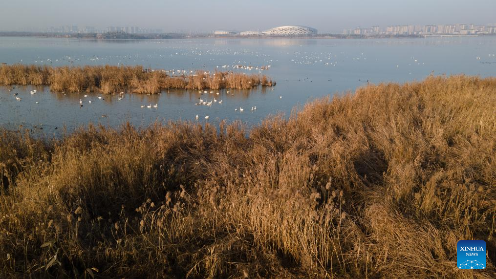 City park attracts migratory birds for wintering in Chuzhou, China's Anhui