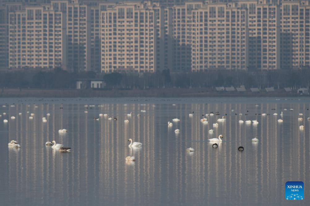 City park attracts migratory birds for wintering in Chuzhou, China's Anhui