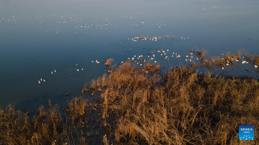 City park attracts migratory birds for wintering in Chuzhou, China's Anhui
