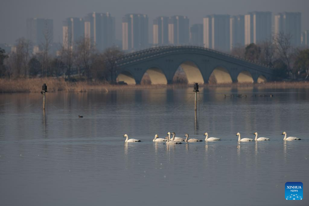City park attracts migratory birds for wintering in Chuzhou, China's Anhui