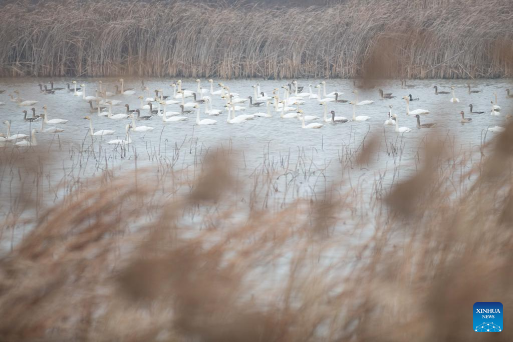 City park attracts migratory birds for wintering in Chuzhou, China's Anhui