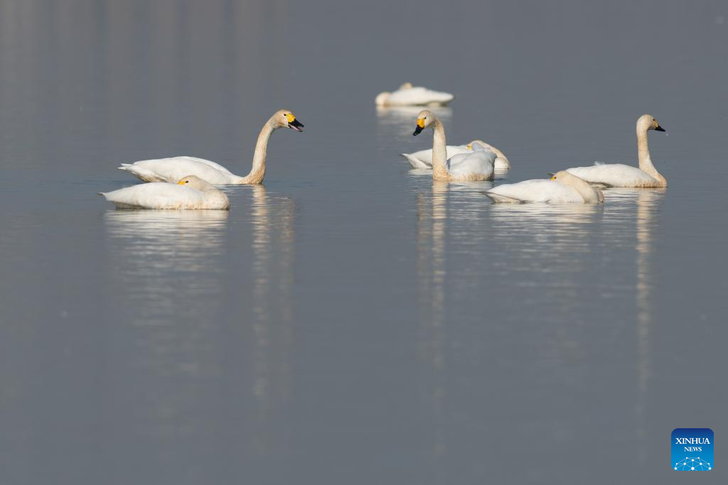 City park attracts migratory birds for wintering in Chuzhou, China's Anhui