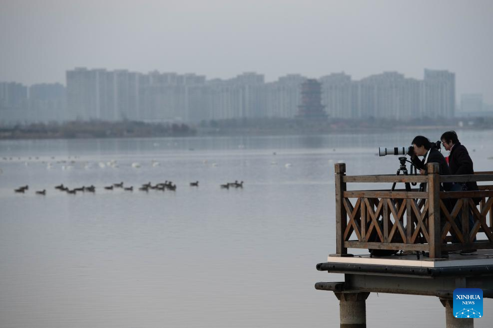 City park attracts migratory birds for wintering in Chuzhou, China's Anhui
