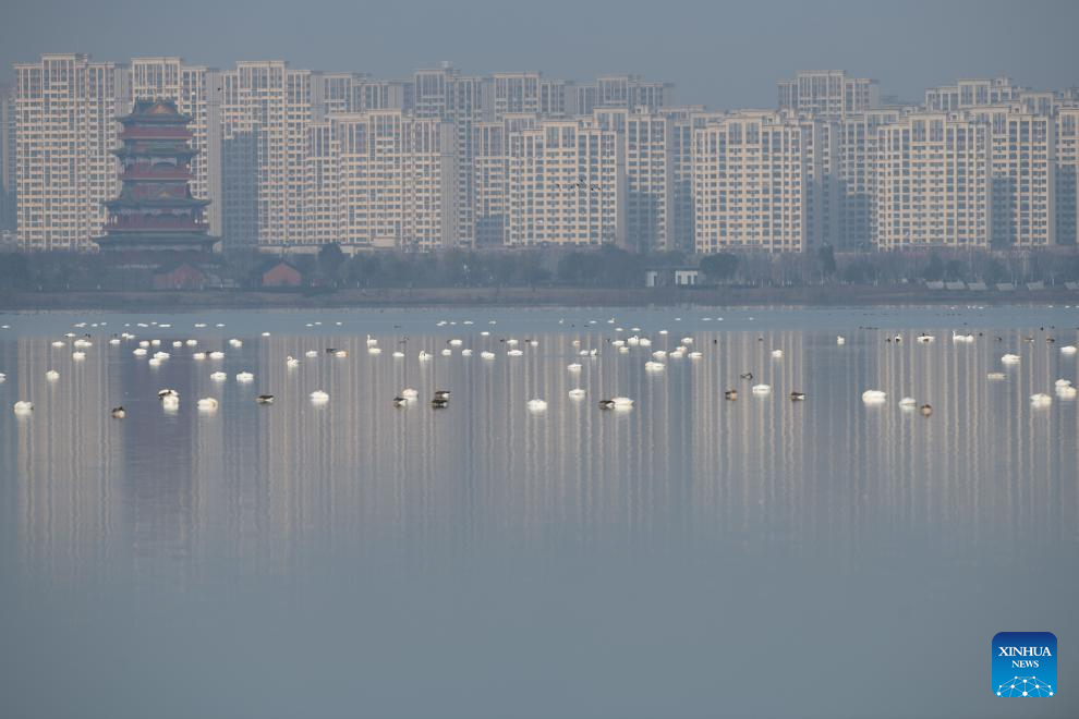 City park attracts migratory birds for wintering in Chuzhou, China's Anhui