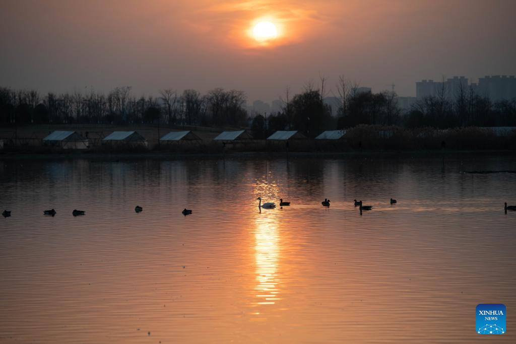 City park attracts migratory birds for wintering in Chuzhou, China's Anhui
