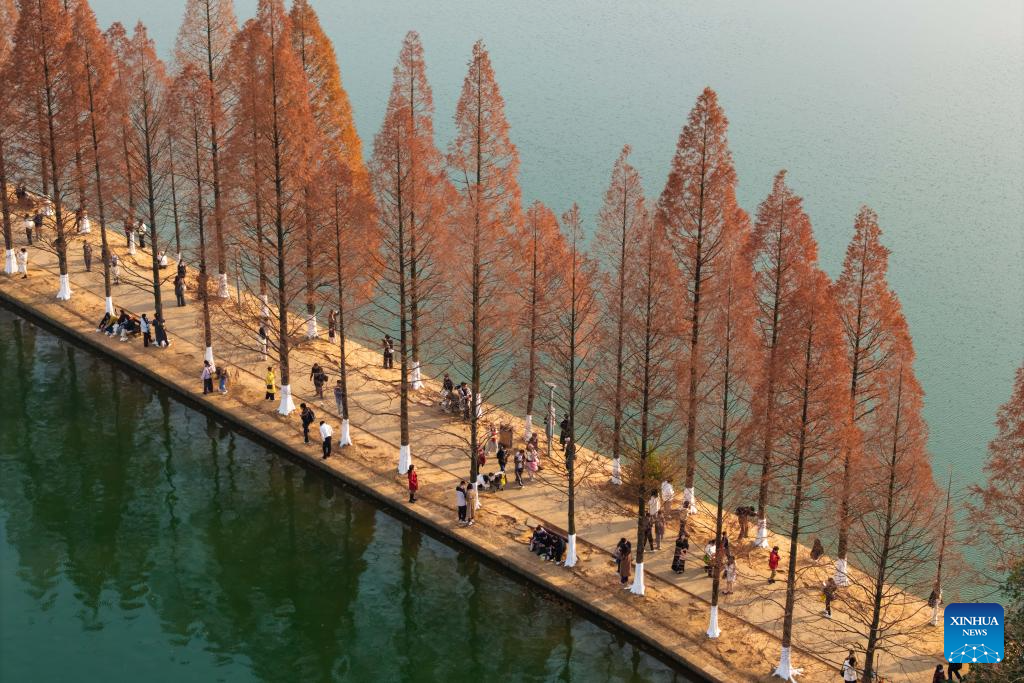 People enjoy metasequoia tree leaves in Changsha, China's Hunan