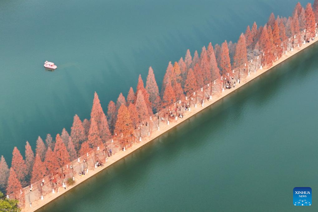 People enjoy metasequoia tree leaves in Changsha, China's Hunan