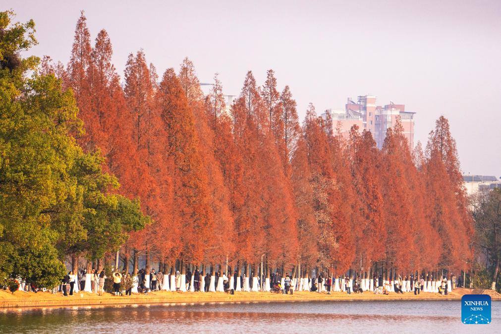 People enjoy metasequoia tree leaves in Changsha, China's Hunan