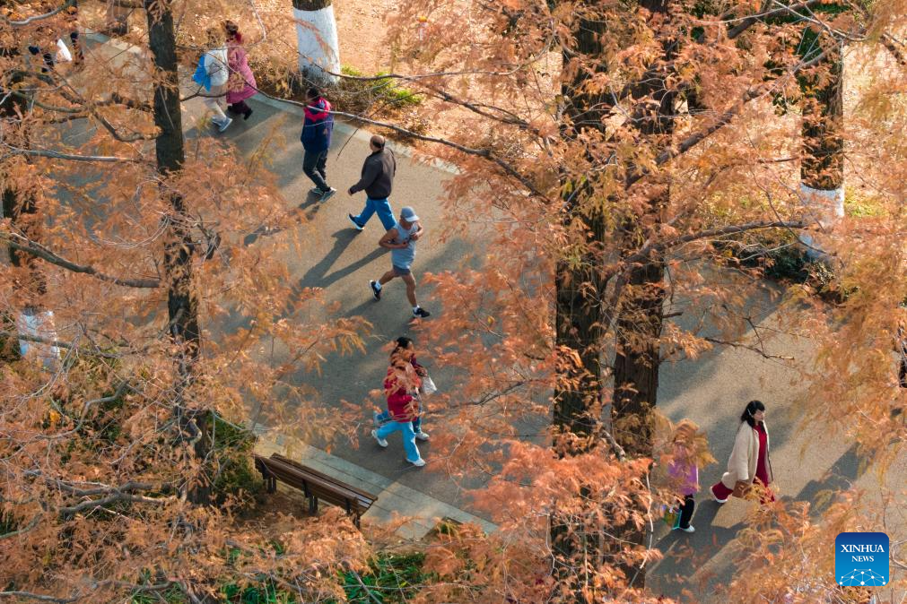 People enjoy metasequoia tree leaves in Changsha, China's Hunan