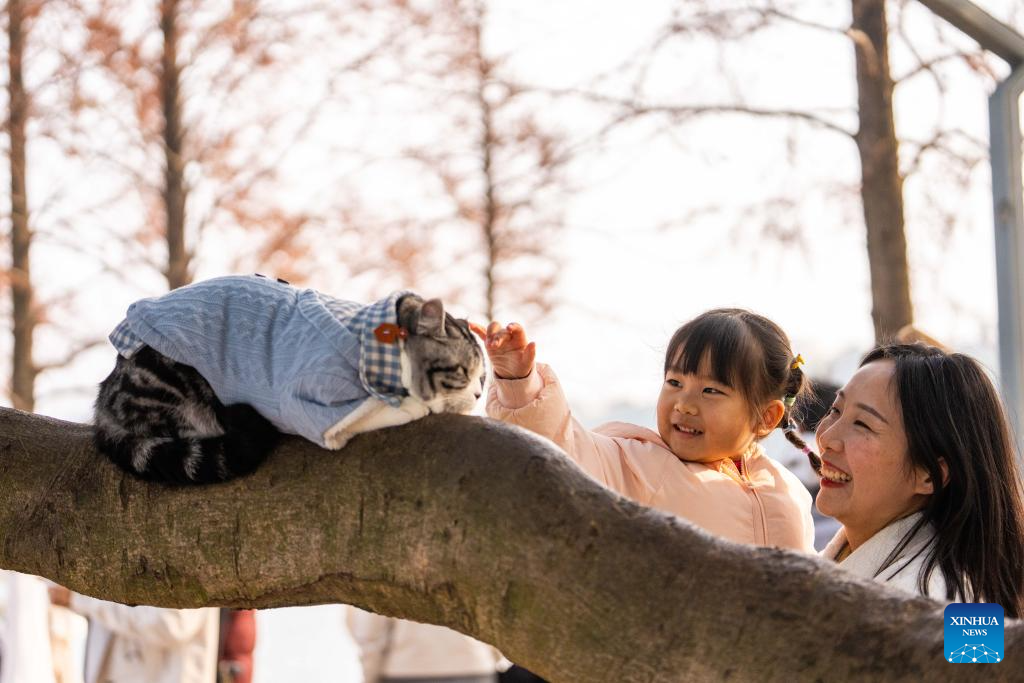 People enjoy metasequoia tree leaves in Changsha, China's Hunan
