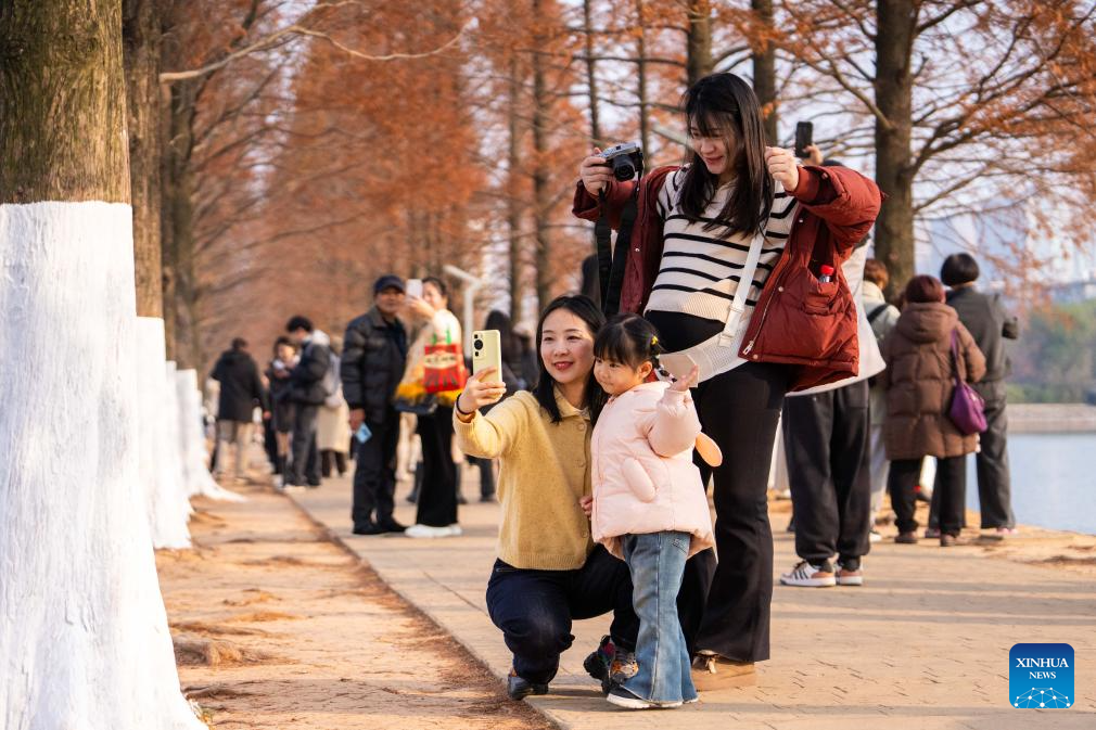People enjoy metasequoia tree leaves in Changsha, China's Hunan