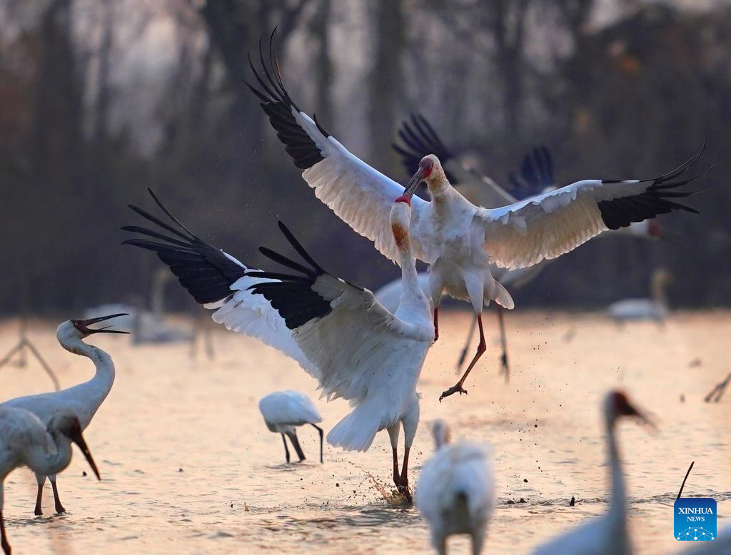 Nanchang Five Stars Siberian Cranes Sanctuary in China's Jiangxi sees peak wintering season for migratory birds