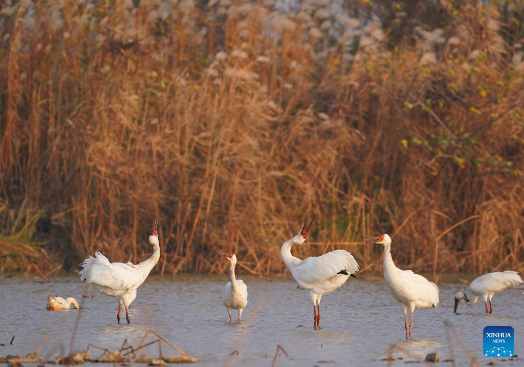 Nanchang Five Stars Siberian Cranes Sanctuary in China's Jiangxi sees peak wintering season for migratory birds