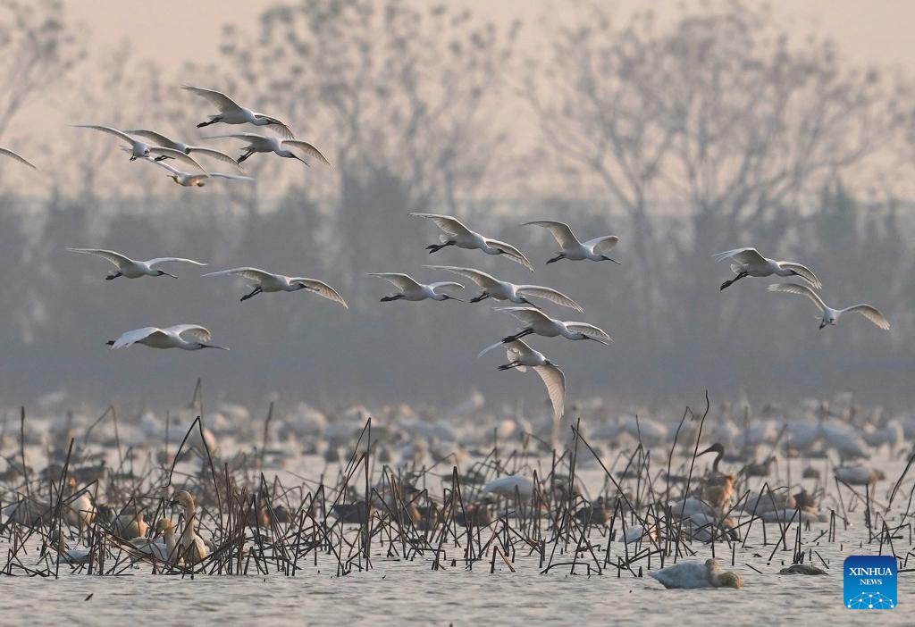 Nanchang Five Stars Siberian Cranes Sanctuary in China's Jiangxi sees peak wintering season for migratory birds