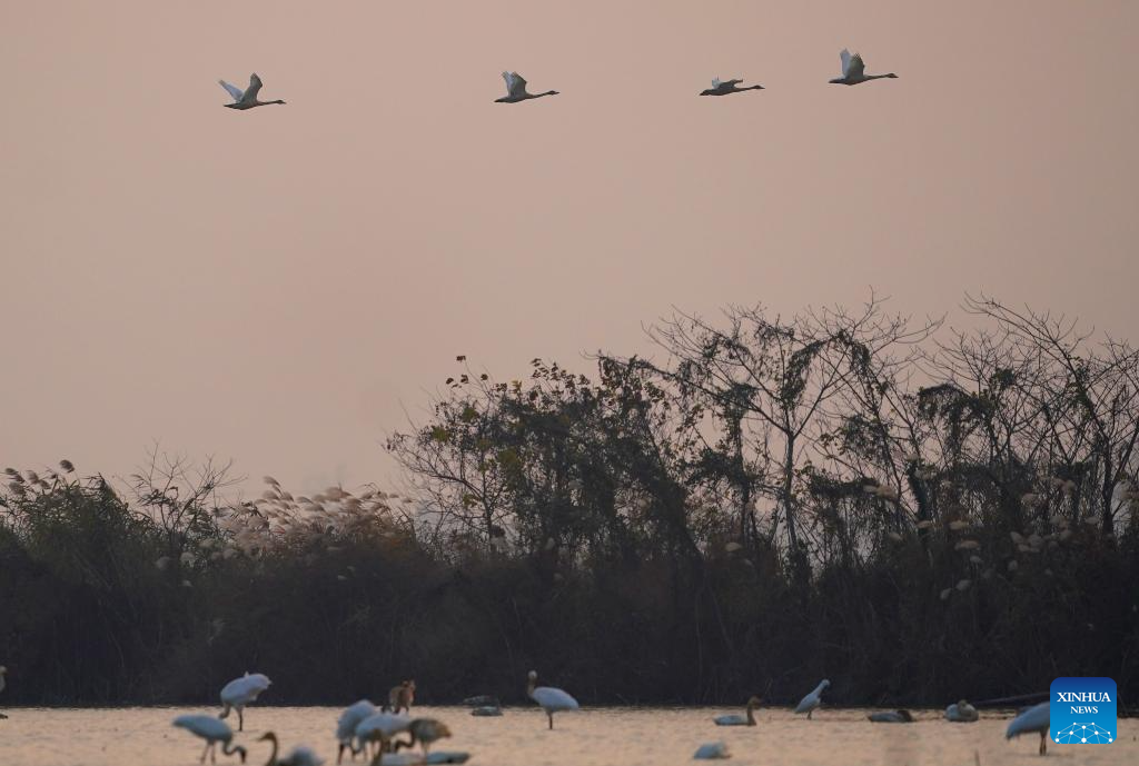 Nanchang Five Stars Siberian Cranes Sanctuary in China's Jiangxi sees peak wintering season for migratory birds