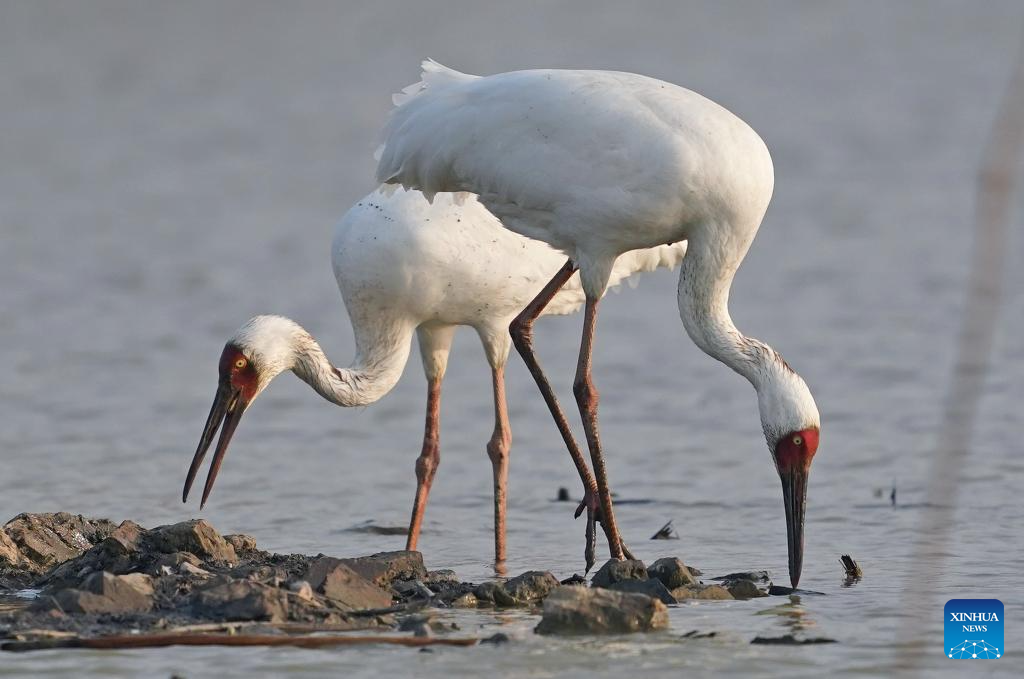 Nanchang Five Stars Siberian Cranes Sanctuary in China's Jiangxi sees peak wintering season for migratory birds