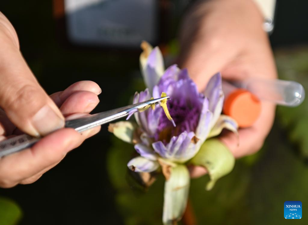 Water lilies displayed at Yunxi Botanical Garden in Guangzhou