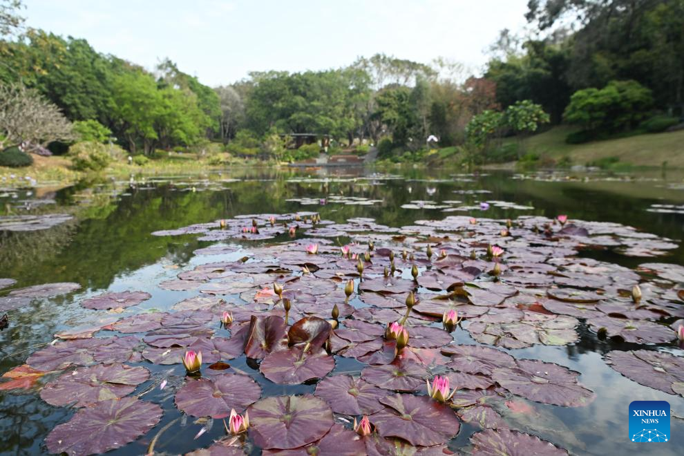 Water lilies displayed at Yunxi Botanical Garden in Guangzhou