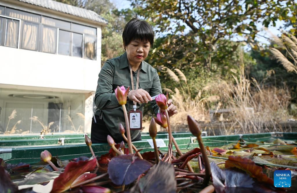 Water lilies displayed at Yunxi Botanical Garden in Guangzhou
